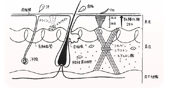 スキンケア